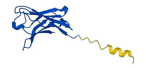 IGHV7-4-1 3D structure