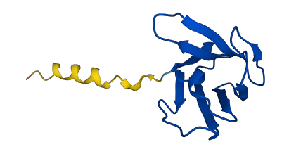 TRBV6-2 3D structure