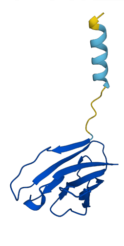 TRBV10-1 3D structure