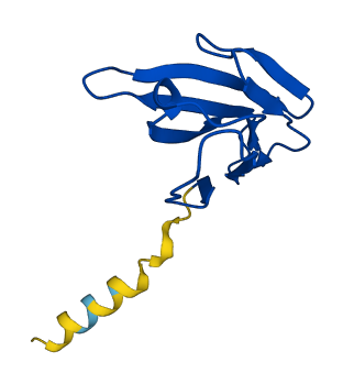 TRBV6-5 3D structure