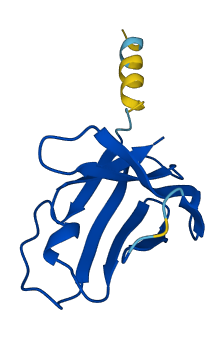 TRBV30 3D structure