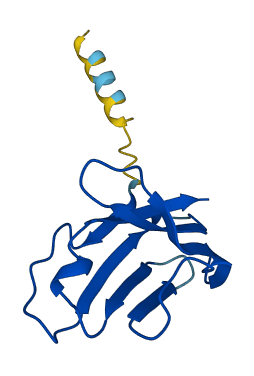 TRBV11-1 3D structure