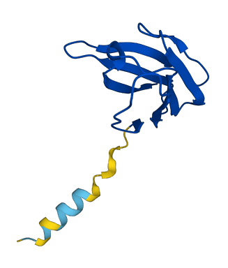 TRBV6-1 3D structure
