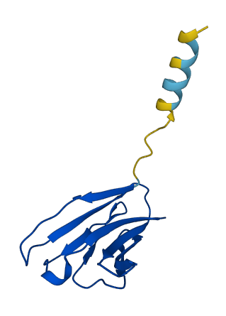 TRBV10-2 3D structure