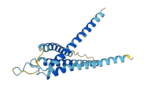 TMEM272 3D structure