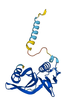 EXOC1L 3D structure