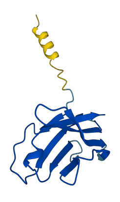 TRBV2 3D structure