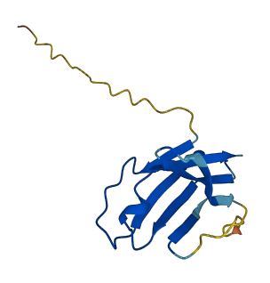 TRBV7-4 3D structure