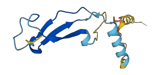 THSD8 3D structure