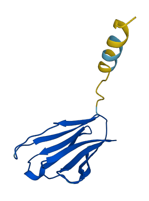 TRBV4-2 3D structure
