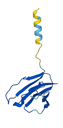 TRBV3-1 3D structure