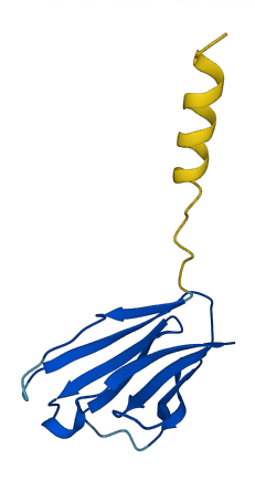 TRBV4-1 3D structure
