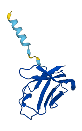 TRBV5-1 3D structure