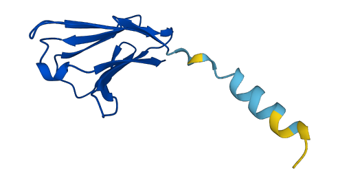TRBV5-5 3D structure