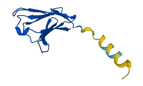 TRBV5-6 3D structure