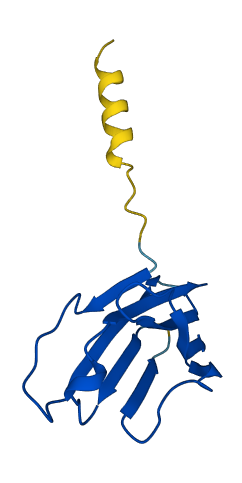 TRBV11-3 3D structure