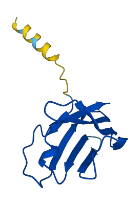 TRBV14 3D structure