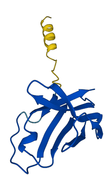 TRBV28 3D structure