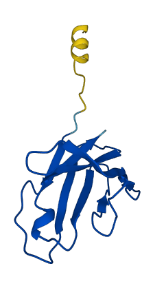 TRBV29-1 3D structure
