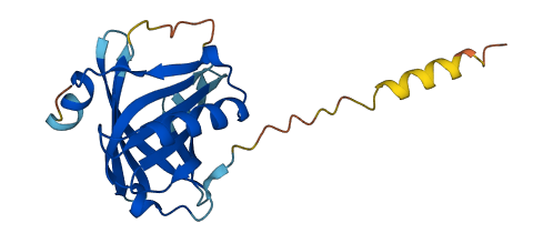 Lcn5 3D structure