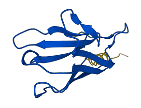 IGKV2-29 3D structure