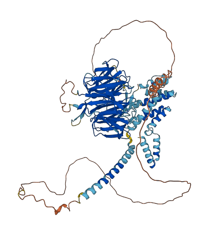 WDR91 3D structure