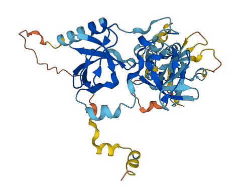 NCF1B 3D structure