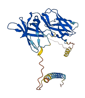 LILRA5 3D structure