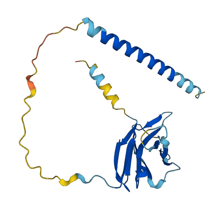 CD8B2 3D structure