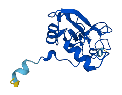 NCBP2L 3D structure