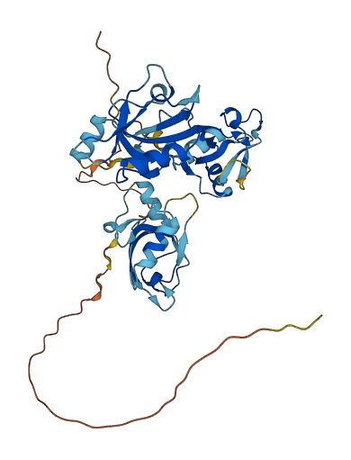 PDZK1P1 3D structure