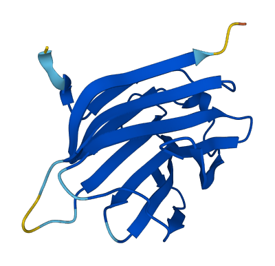 LGALS16 3D structure