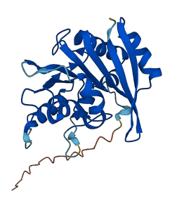 CSKMT 3D structure