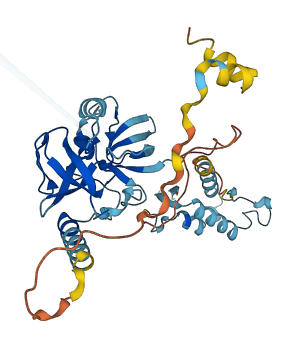 NCF1C 3D structure