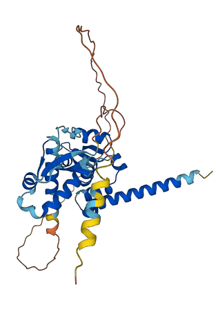 MAGEB17 3D structure