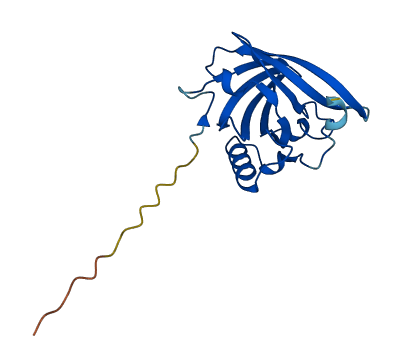 Mup17 3D structure