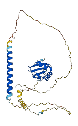 HNRNPCL3 3D structure