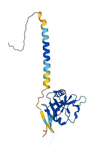 KLRF2 3D structure
