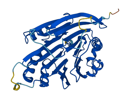 Amd2 3D structure