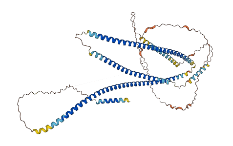 GOLGA8K 3D structure