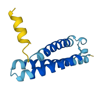 TMEM262 3D structure