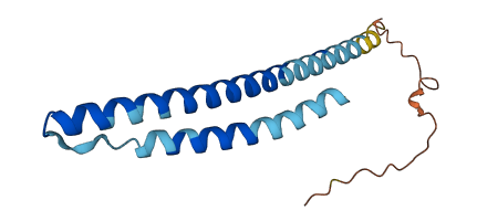TMEM250 3D structure