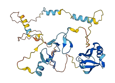 PDLIM1 3D structure
