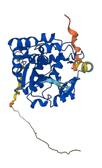 SULT2B1 3D structure