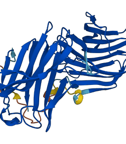 LGALS8 3D structure