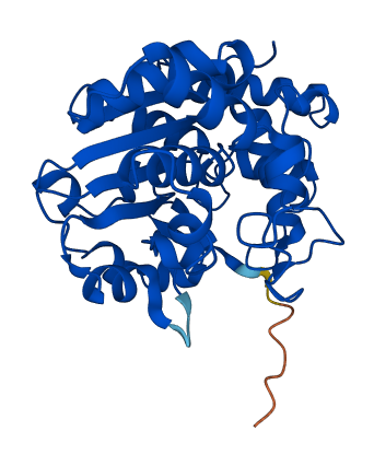 SULT1C2 3D structure