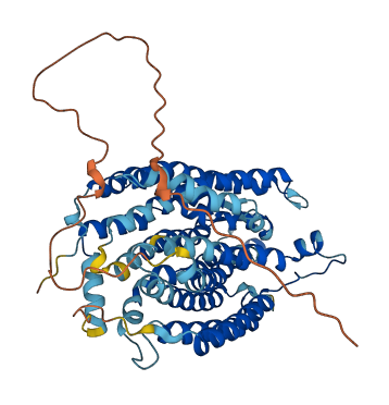 SLC33A1 3D structure