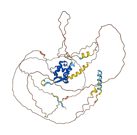 FOXN3 3D structure