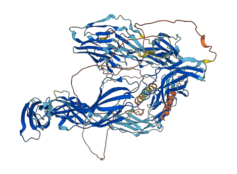 CHL1 3D structure