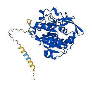 MFNG 3D structure